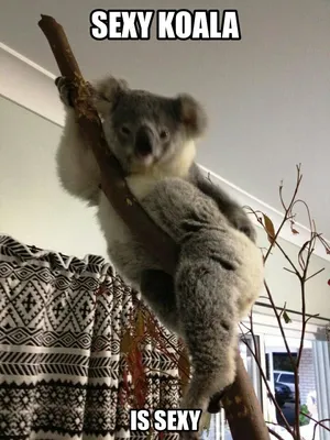 Bahahaha | Funny koala, Koala, Koala bear