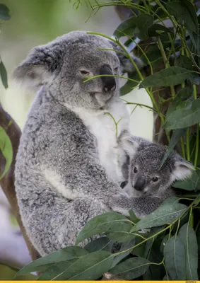 медведь смешной его Koala показывая язык Стоковое Изображение - изображение  насчитывающей юмористическо, звеец: 21936947