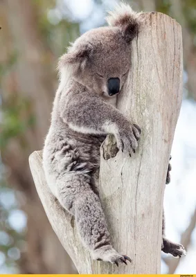 https://elements.envato.com/ru/funny-marsupials-koala-and-kangaroo-DP2F45B