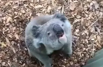 Gracioso koala aislado sobre un fondo blanco. | Foto Premium