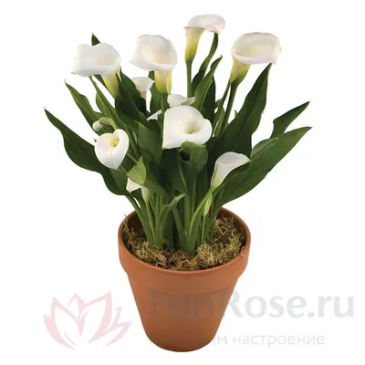 Купить Калла горшечная FunRose Горшечные цветы купить букеты и цветы в  магазине Москвы FunRose.ru