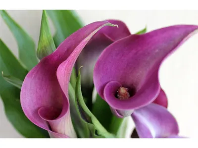 Коала и цветок стоковое фото. изображение насчитывающей мило - 41007440