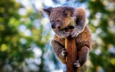 Коричневая коала - 54 фото