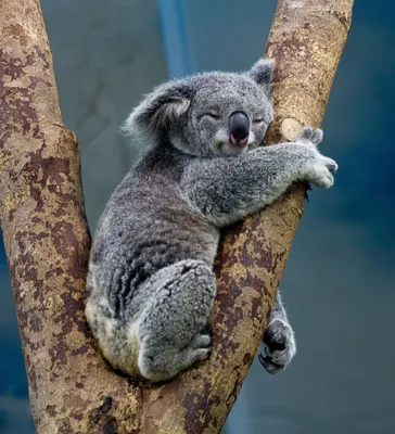 Чересчур соблазнительна: как выглядит самая сексуальная коала - 24.02.2019,  Sputnik Узбекистан