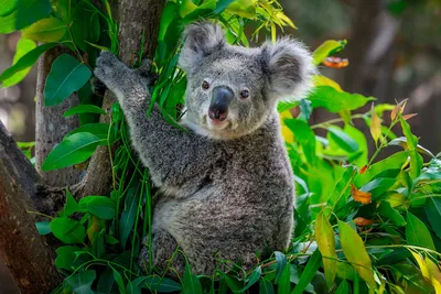 Коала – описание животного. Как живут и чем занимаются коалы?