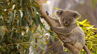 Сумчатая коала - 76 фото