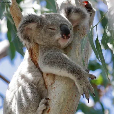 Ленивец и коала - 32 фото
