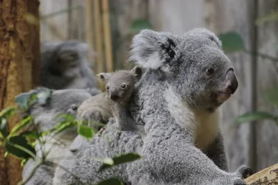 Маленькая коала в зоопарке Дуйсбурга вырывается из своего мешка
