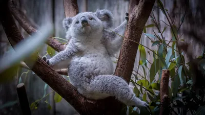 Коала: Функционально вымерший вид. Наши внуки, скорее всего, никогда не  увидят коал. Неудобная правда. Что случилось? | Пикабу