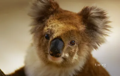 Обои австралия, коала, травоядное, сумчатое картинки на рабочий стол,  раздел животные - скачать