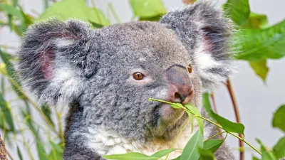 Мокрая коала - фото и картинки: 64 штук