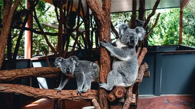 Лоун Пайн Коала в Брисбене - крупнейший в мире парк-заповедник коал