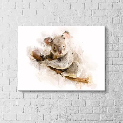 Купить Коала постер Коала на стену Коала картина Коала декор Коала на  білому фоні Коала декор Постер коала, цена 360 грн — Prom.ua (ID#1210921988)