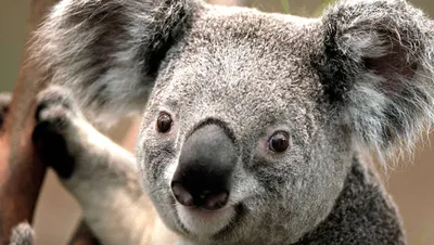 Умерла коала, драматическое видео со спасением которой потрясло весь мир -  26.11.2019, Sputnik Грузия