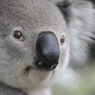 В Австралии коала забралась в дом и залезла на новогоднюю елку - РИА  Новости, 04.12.2020