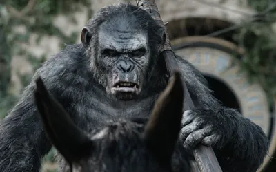 Планета обезьян: Революция\" выглядит классно / Dawn of the Planet of the  Apes :: Планета обезьян Революция :: Planet of the Apes :: Скоро :: планета  обезьян :: кино :: новости ::