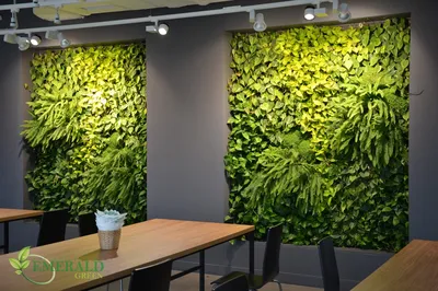 Примеры работ озеленения кафе, ресторанов от компании Emerald Green -  Emerald Green