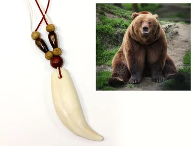 Когти медведя под видом сувениров пытался вывезти из ЕАО житель Китая | РИА  Биробиджан