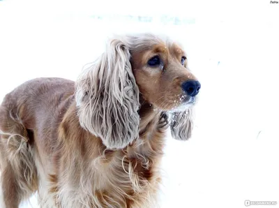 Английский кокер спаниель - «Золотая собака!!! :) Фото прилагаются) +фото  щенков» | отзывы