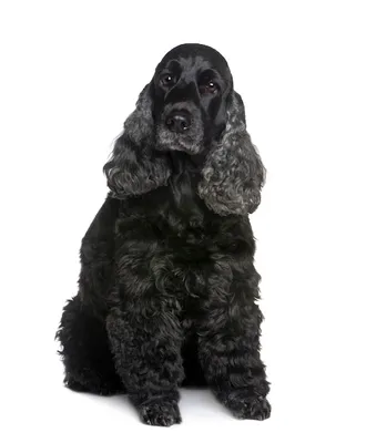 Кокер-спаниель с 9 лет. портрет собаки изолированный | Премиум Фото