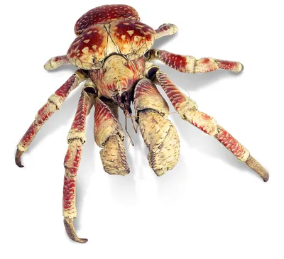 Coconut Crab (Birgus latro) · iNaturalist