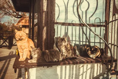 Осень в Коктебеле и немного котиков. | Пикабу
