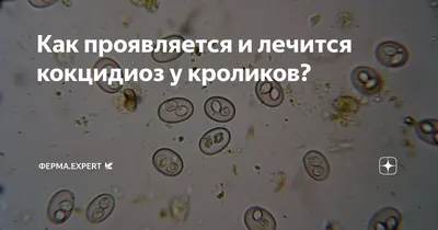 срочно помогите дохнут кролики уже 2 недели | Здоровье кроликов форум на  Fermer.ru / Стр. 4 из 4