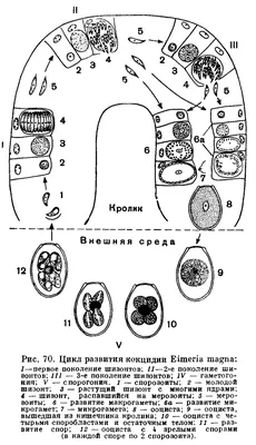 Плюсы и минусы кролиководства | У' Дачный дворик | Дзен