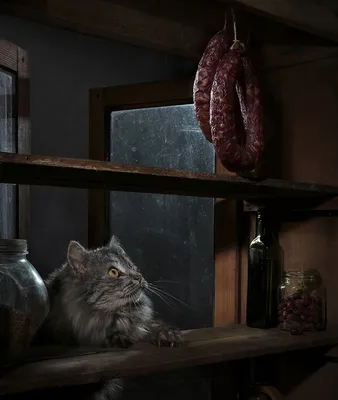Фото Серый кот, сидящий на полке в кладовке с вожделением смотрит на  копченую колбасу, висящую над ним