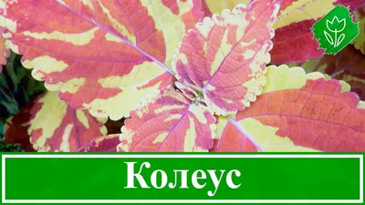 Колеус: уход в домашних условиях, выращивание из семян в саду, фото