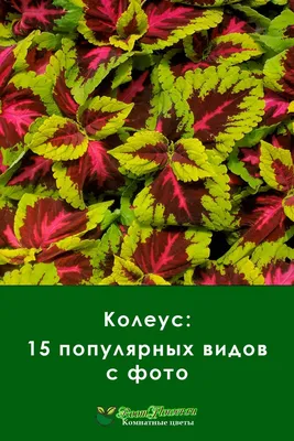 Колеус: 15 популярных видов с фото | Садоводство на балконе, Растения,  Комнатные цветы