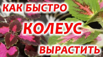 Колеус. Как вырастить колеус быстро. Размножение колеуса. - YouTube