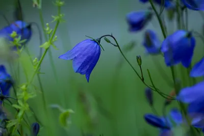 Синие колокольчики цветы - 52 фото
