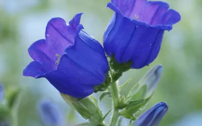 Голубые колокольчики цветы - 61 фото