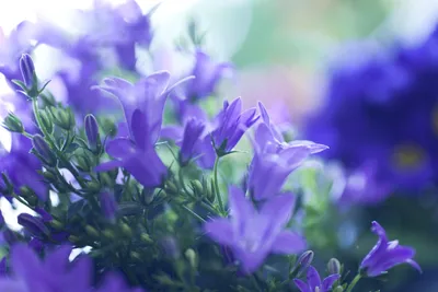 Синие колокольчики цветы - 52 фото