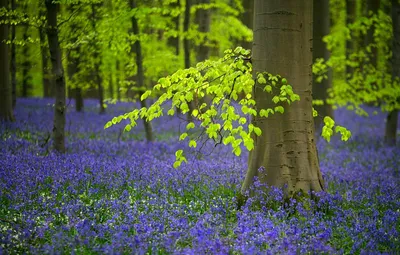 Обои лес, деревья, цветы, весна, Бельгия, колокольчики, колокольчик,  редколесье картинки на рабочий стол, раздел природа - скачать