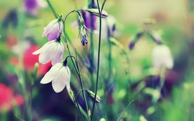 Весенние цветы колокольчики - 59 фото