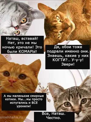 Новые мемы \"Наташины коты\". Кот не работает, кот ест | Милые котики,  Смешные фотографии кошек, Забавные зверюшки