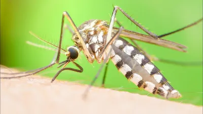 Полосатый комар - 72 фото