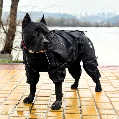 Дождевик , Комбинезон для крупных собак демисезонный с закрытым животом без  подкладки (одежда ) ,размер XXL - купить с доставкой по выгодным ценам в  интернет-магазине OZON (218139964)
