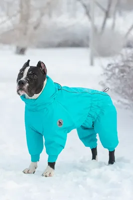 Комбинезон для собак RUKKA Thermal Overall бордовый 40см зимний - купить в  Бетховен - Сбермаркет, цена на Мегамаркет
