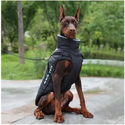Зимние комбинезоны для собак - Купить в Красноярске - Интернет-магазин  одежды для собак Балу
