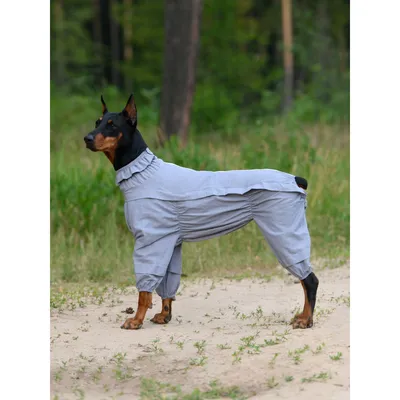 Куртка для большой собаки \"Bravehound\" | Купить куртку для большой собаки,  большая собака одежда Бравехаунд