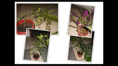 Комнатные растения и их родина
