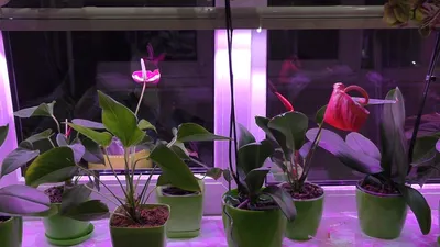 Освещение для комнатных растений: установка и использование ламп, виды  фитоламп, недостаток или избыток света | Клуб цветоводов