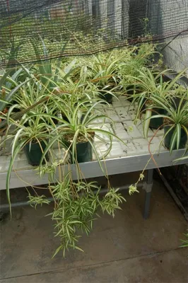 Хлорофитум - 73 фото идеального растения для новичков-садоводов