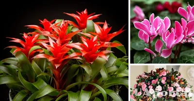7 комнатных растений, цветущих зимой – особенности и уход за цветами