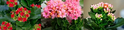 Домашние цветы: фото с названиями - цветущие в горшках, самые красивые комнатные  растения
