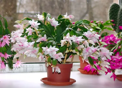 Подробно о некоторых комнатных растениях, цветущих зимой. | Цветы в  интерьере | Интернет-магазин орхидей и декоративных цветов в Москве. У нас  вы можете купить орхидеи с доставкой.