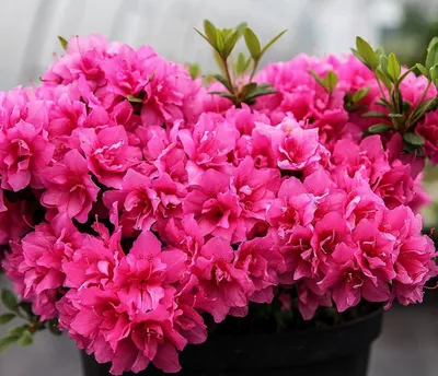 Комнатные цветы с розовыми бутонами: описания, названия и фото самых  популярных домашних растений такого оттенка